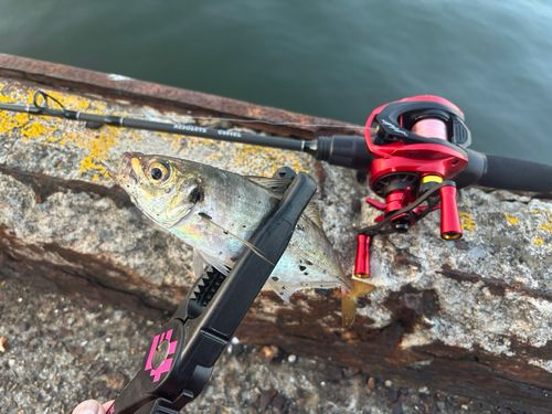 マアジの釣果