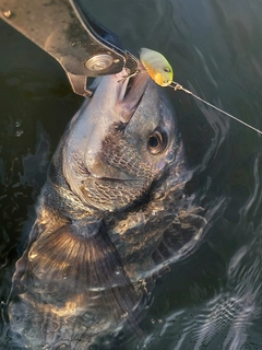 クロダイの釣果