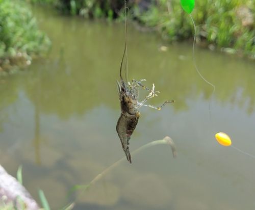 テナガエビの釣果