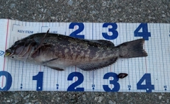 アイナメの釣果
