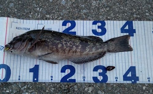 アイナメの釣果