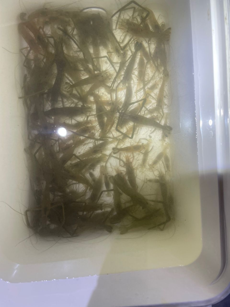テナガエビ