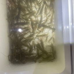 テナガエビ