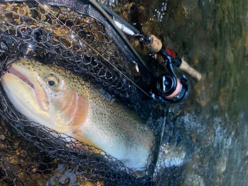 ニジマスの釣果