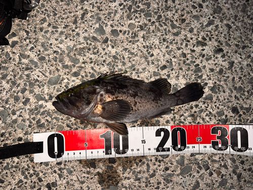 クロソイの釣果