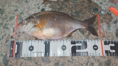 ウミタナゴの釣果