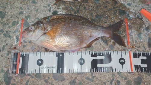ウミタナゴの釣果