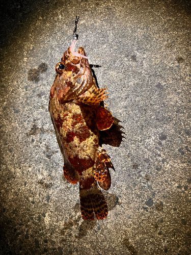 ヨロイメバルの釣果
