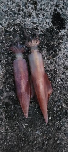 ケンサキイカの釣果