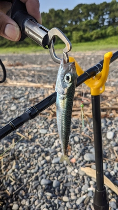 サバの釣果
