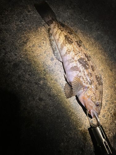 アイナメの釣果