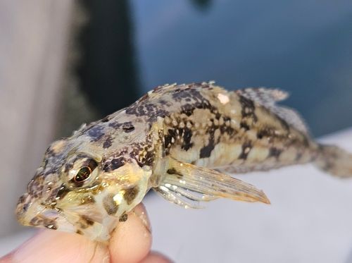 アナハゼの釣果