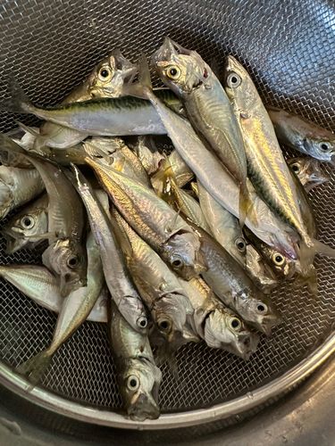 アジの釣果