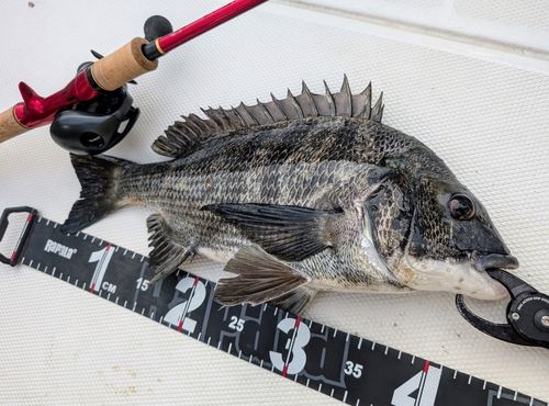 チヌの釣果