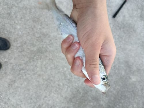 サッパの釣果