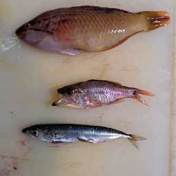 アカササノハベラ
