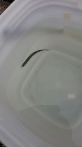 イワシの釣果