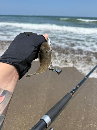 シタビラメの釣果