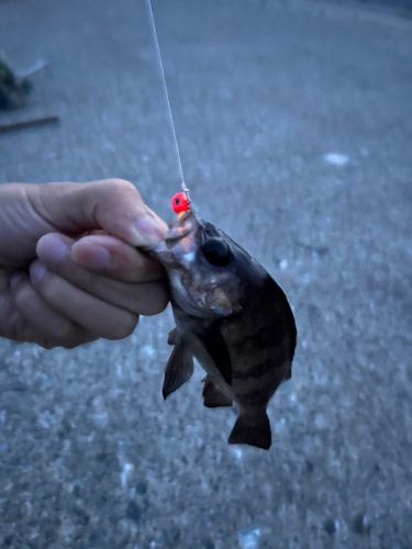 アカメバルの釣果