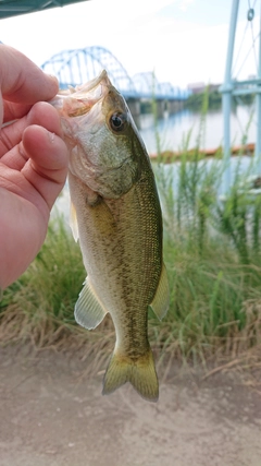 ラージマウスバスの釣果