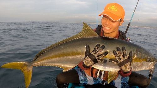 ヒラマサの釣果