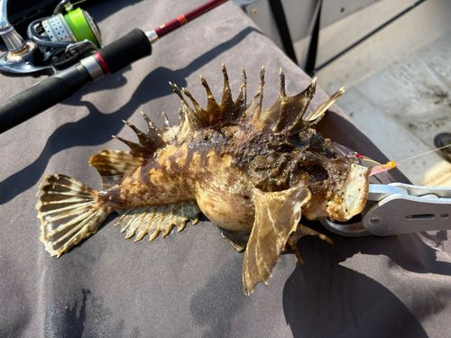 オニオコゼの釣果