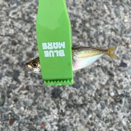 アジ