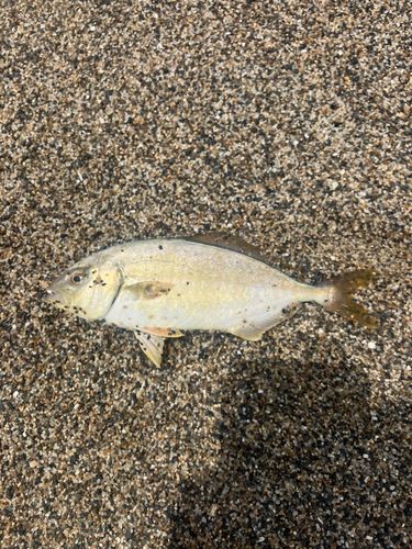 ショゴの釣果