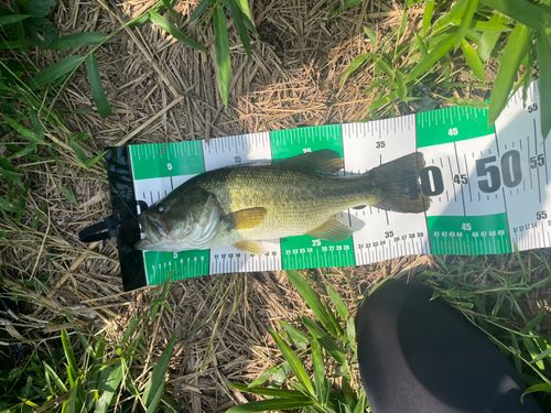 ブラックバスの釣果