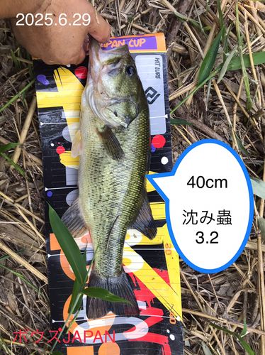 ブラックバスの釣果