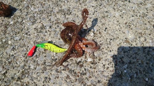 タコの釣果
