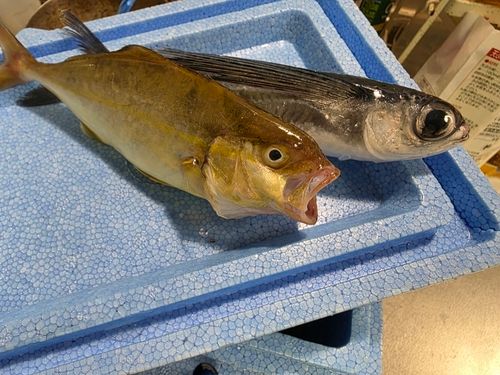 ショゴの釣果