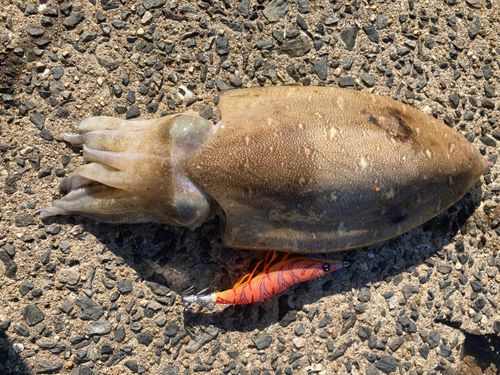コウイカの釣果