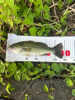 ブラックバスの釣果