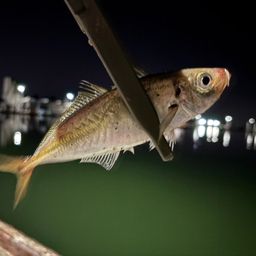 アジ