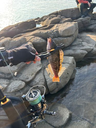 アイナメの釣果