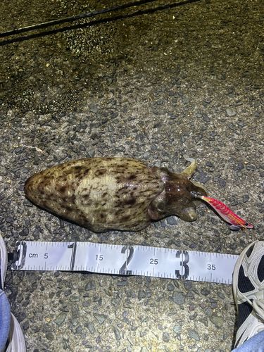 モンゴウイカの釣果