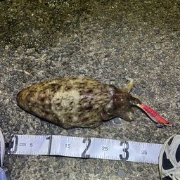 モンゴウイカ
