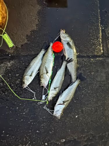 セイゴ（マルスズキ）の釣果