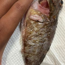カサゴ