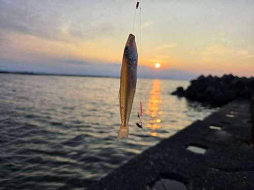 キスの釣果