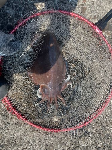 モンゴウイカの釣果