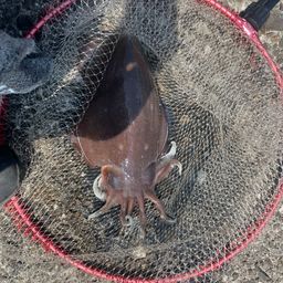 モンゴウイカ