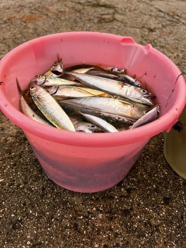サバの釣果