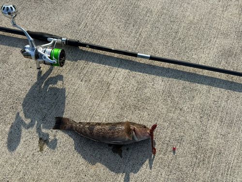 アイナメの釣果