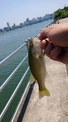 ラージマウスバスの釣果