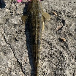マゴチ