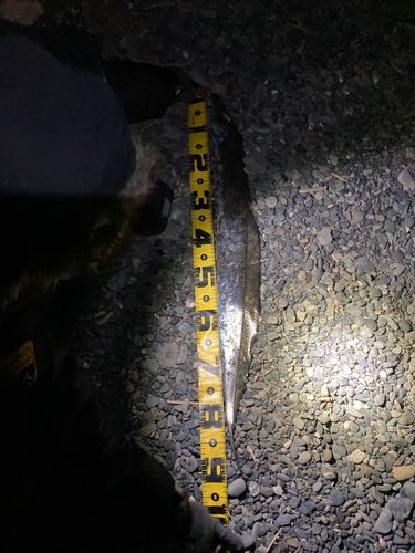 タチウオの釣果