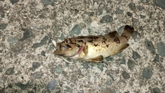 クロソイの釣果