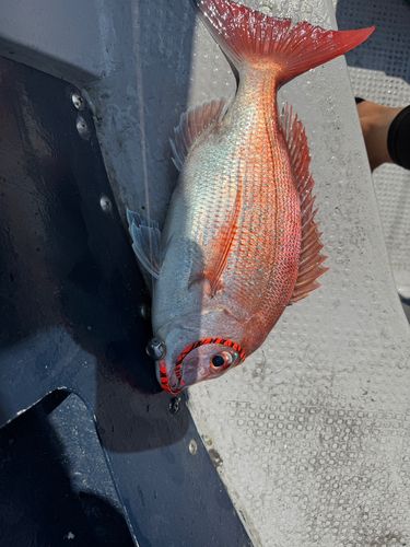マダイの釣果